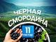 Продаётся Интенсивный ягодный сад. Белокуриха, Алтайский край.